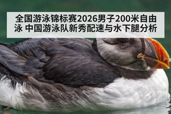 全国游泳锦标赛2026男子200米自由泳 中国游泳队新秀配速与水下腿分析